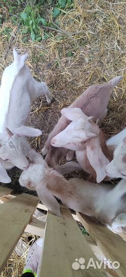 Продаю козлят