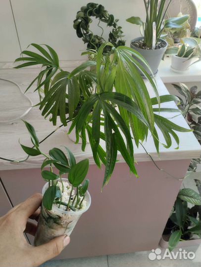 Комнатные растения