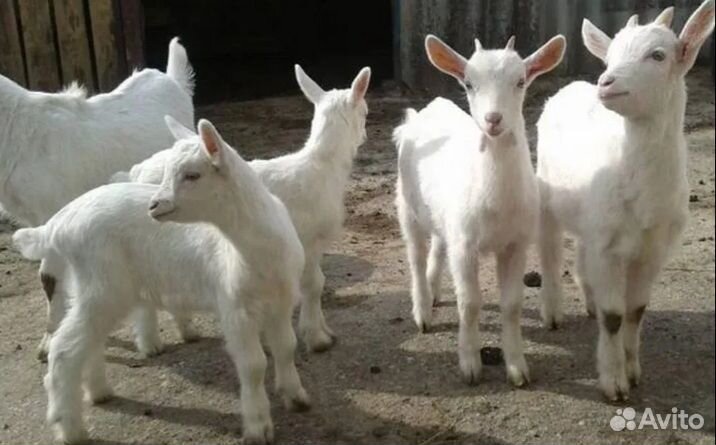 Козлята