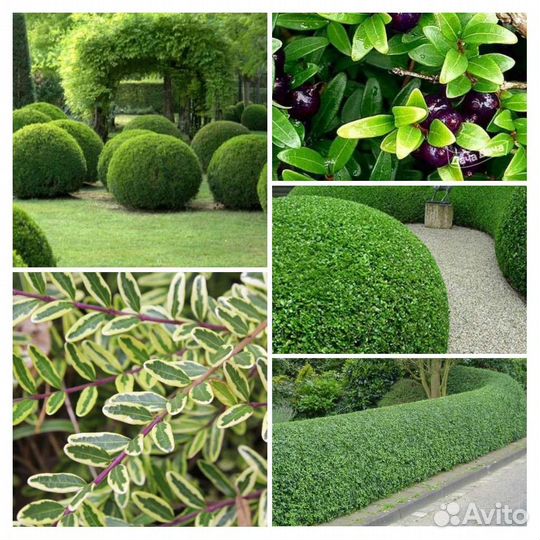 Жимолость шапочная бордюрная вечнозеленая