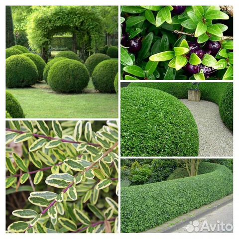 Жимолость шапочная бордюрная вечнозеленая