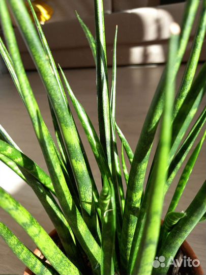Сансевиерия / Драцена Бакуларис Микадо