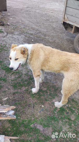 Среднеазиатская овчарка алабай щенки