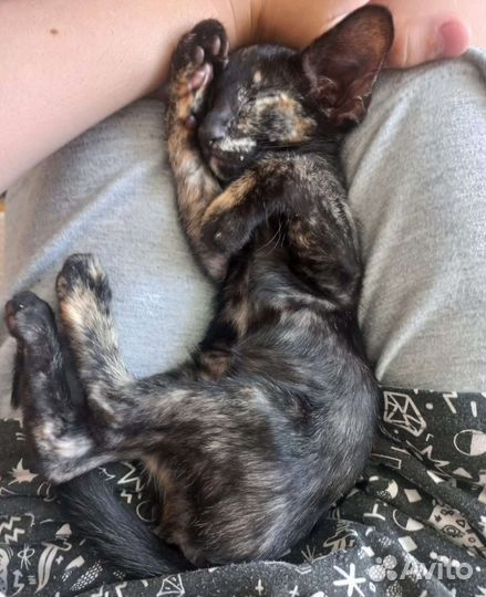 Ориентальные котята