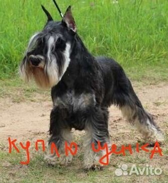 Цвергшнауцер