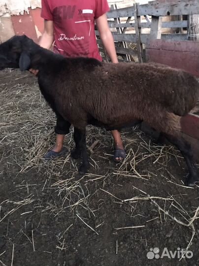 Гиссарские бараны