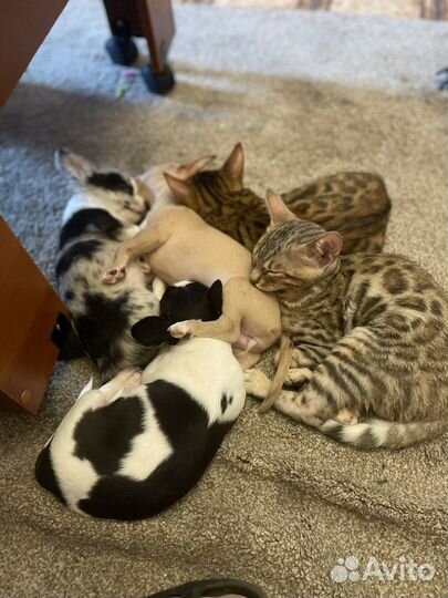 Бенгальская кошка