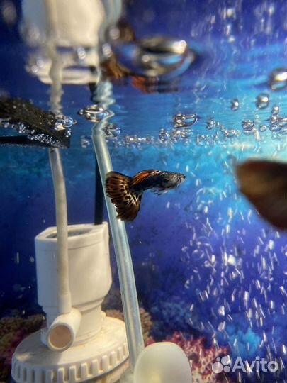 Мальки гуппи