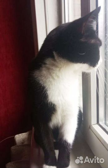 Кошка- мышеловка Шкодик