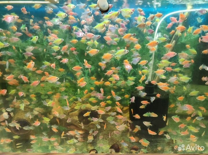 Аквариумные рыбки