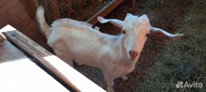 Крс,мрс,кролики,павлин