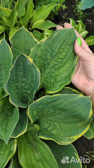 Хоста, многолетники