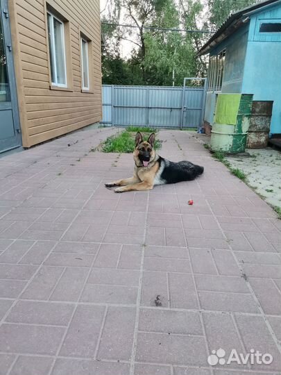 Щенки немецкой овчарки