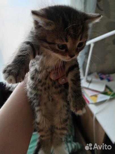 Отдам котят бесплатно