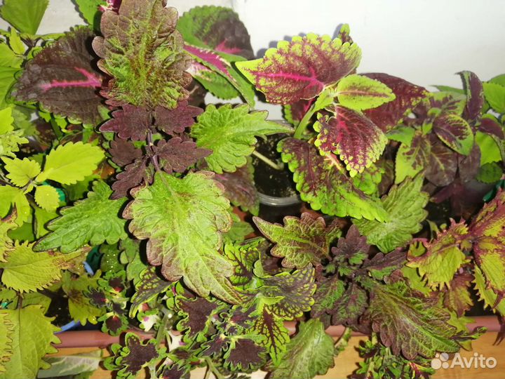 Колеусы. Обмен на многолетники