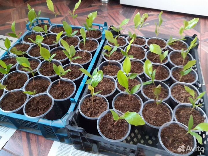 Магнолия Грандифлора