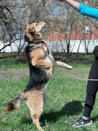 Орфей, собака в поиске дома