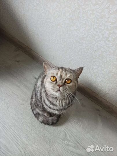 Мраморная британская кошка