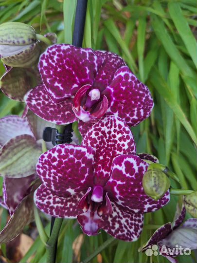 Орхидея фаленопсис Дикий кот