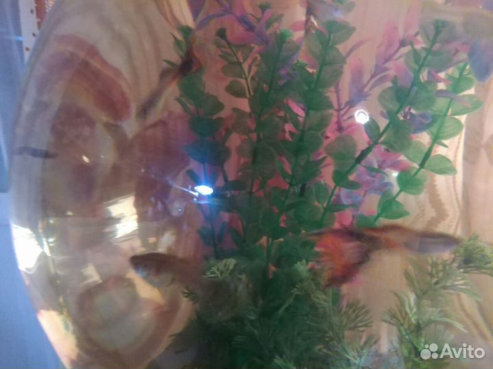 Рыбки гуппи молодежь