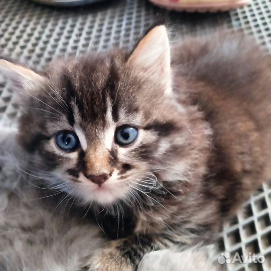 Котята метисы