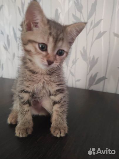 Котёнок 1,5 месяца девочка