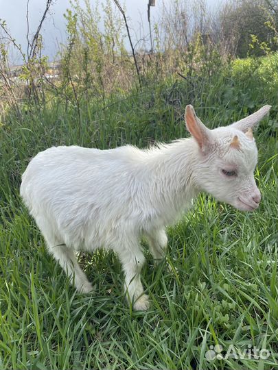 Козлята