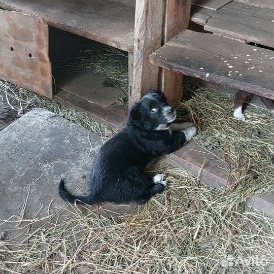 Собака в добрые руки отдам бесплатно