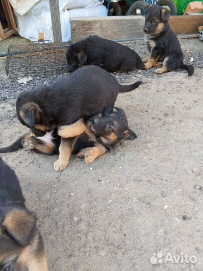 Щенки немецкой овчарки