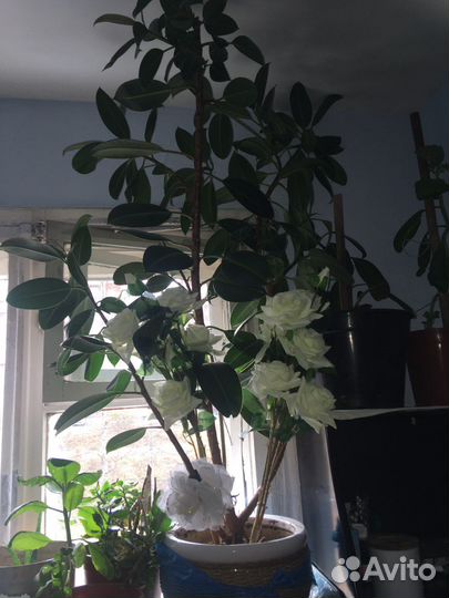 Комнатные цветы