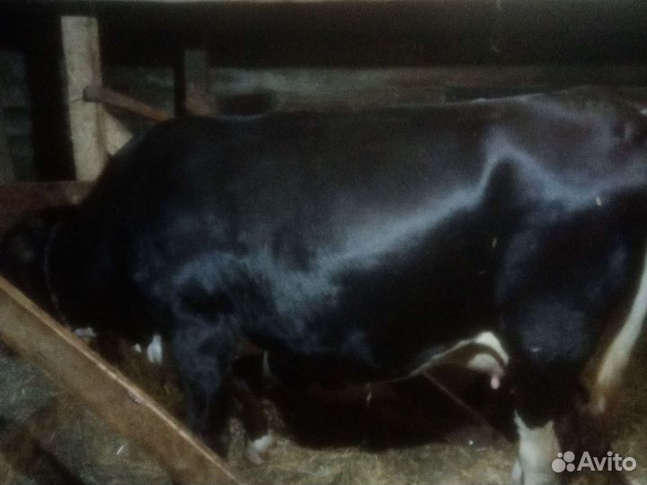 Коровы и телки стельные