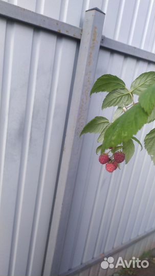 Саженцы вишни родительской сладкой