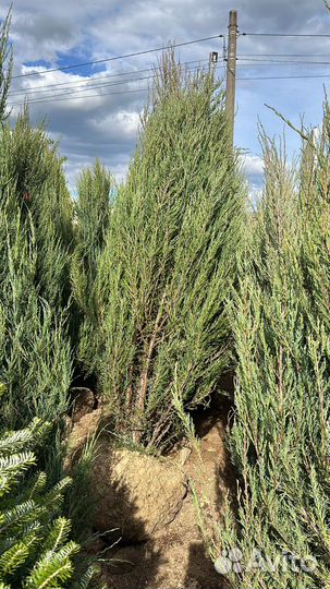 Сосна клён туя смарагд, кедр, береза Брабант ель