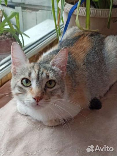 Кошка Стелла