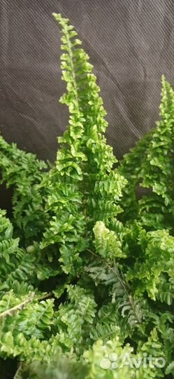 Папоротник нефролепис 9 в кашпо