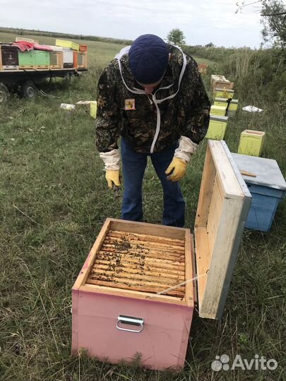 Пчелопакеты бакфаст 2025