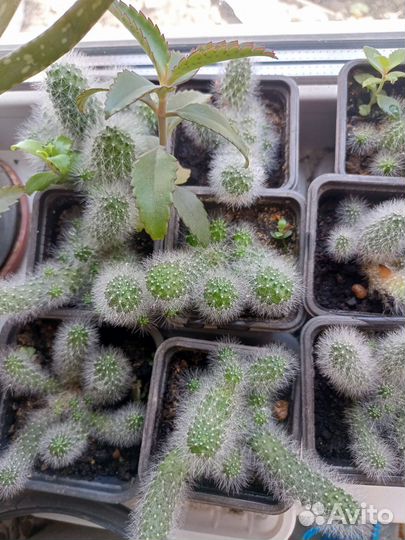 Кактусы и суккуленты