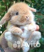 Декоративные кролики мини