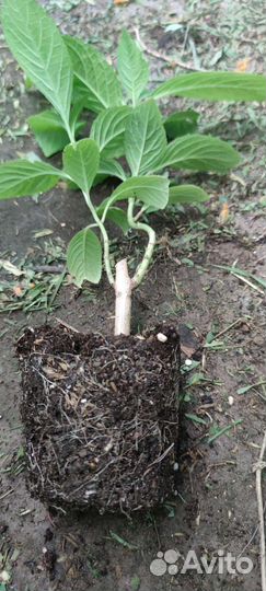 Гортензия Бесконечное лето