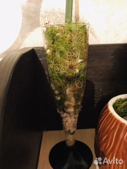 Филодендрон карамель марбл (плуто)