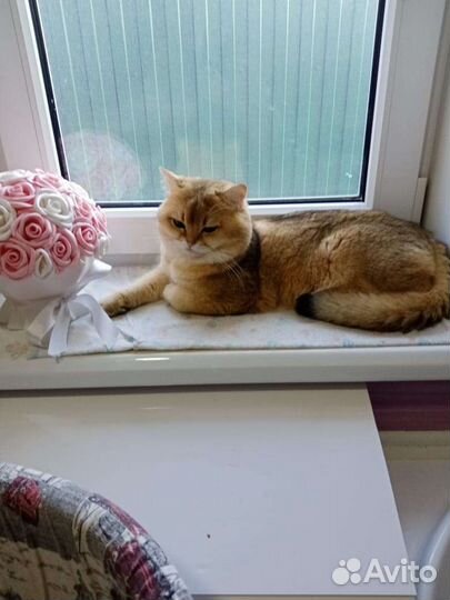 Кот британец