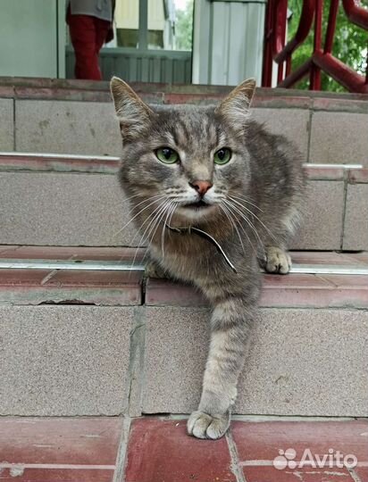 Очень ласковый и ручной котик ищет дом