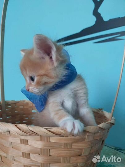 Мальчики котики