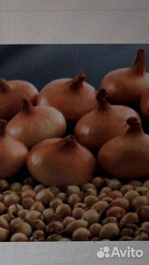 Лук севок штутгартер