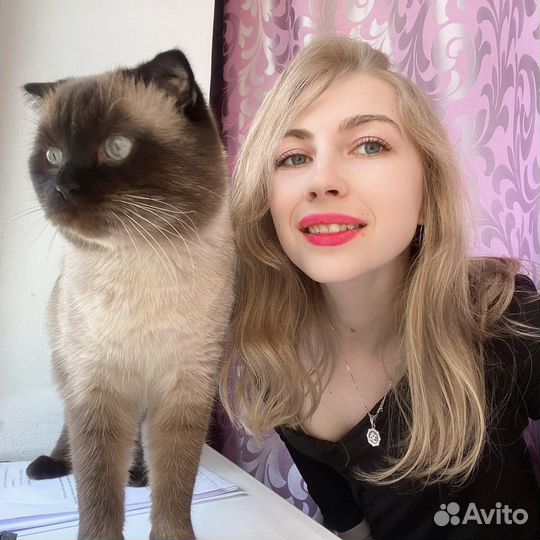 Шотландский кот вязка