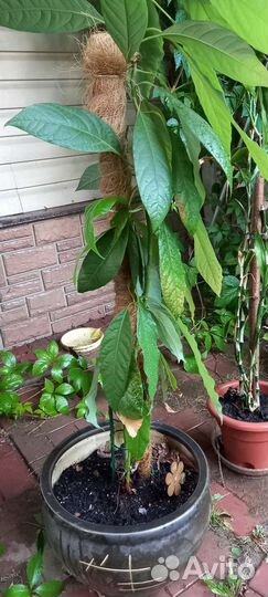 Драцена, авокадо, бамбук, сансевьерия продаю