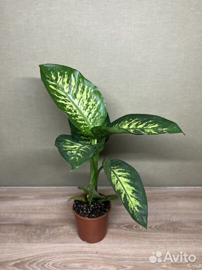 Dieffenbachia seguine Tropic Snow