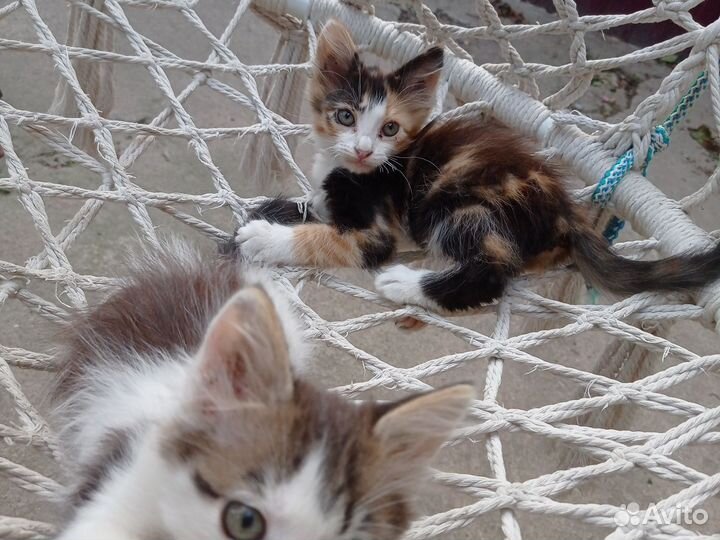 Отдадим котят в добрые руки