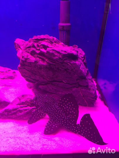 Номерной сом