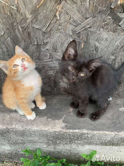 Кошка в дар